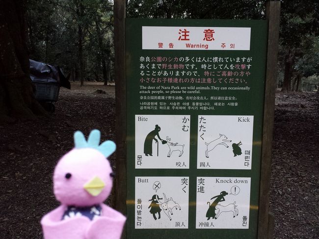 ルールを守って<br />神様の使いである鹿と自分の安全を守りましょうね〜！