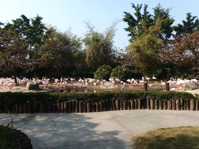 鳥さんや動物たちを観察してまわりました。<br /><br />こんなにたくさんのフラミンゴを見たのは初めてです。<br />