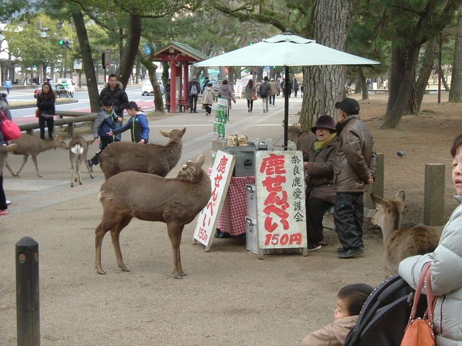 奈良公園<br /><br />鹿せんべいの売店の周りに群がる鹿。鹿せんべいを手っ取り早くもらえる方法を知っていますね。