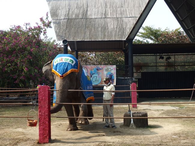 １頭だけで、普段は孤独な象さん。<br /><br />芸の方は正直なところ大したことはなかったのすが、記念写真を撮りたい親子連れ(長蛇の列！)のために、ポーズを延々と取り続けていた点はスゴイと思いました。<br />