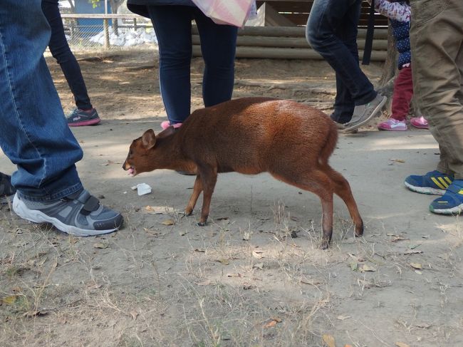 キョン。<br /><br />大きな囲いの中で放し飼い。<br />人間が柵を開けて中に入っていくシステム。