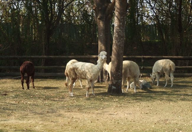 自由に餌をやっていい場所が、たくさんあって、<br />動物たちも慣れています。<br /><br />ちょっと日本ではみかけない規模です。
