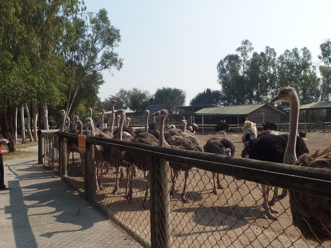 ダチョウ、50羽(頭？)以上いました。<br />人が通りかかると、餌をもらうために集まってくるのです。<br />奥に餌場があって、そこで食べているダチョウたちもいるのですが、<br />観光客からもらう餌は、特別なのでしょうか。
