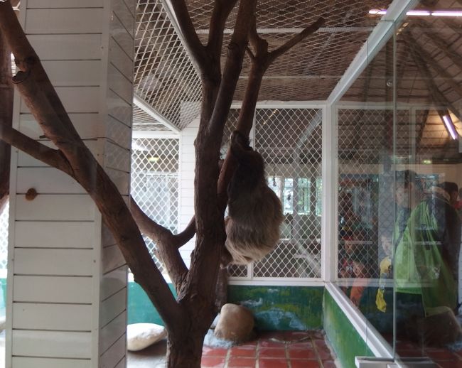 ナマケモノ。<br />