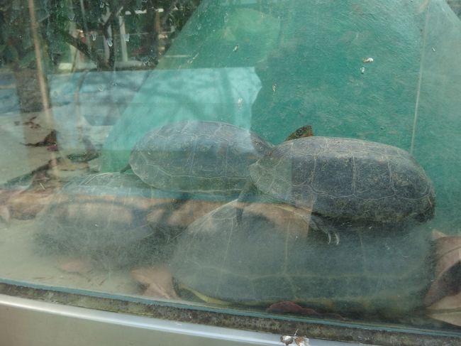 昼食後、爬虫類館へ。<br /><br />親亀の背中に子亀を乗せ〜て♪<br />