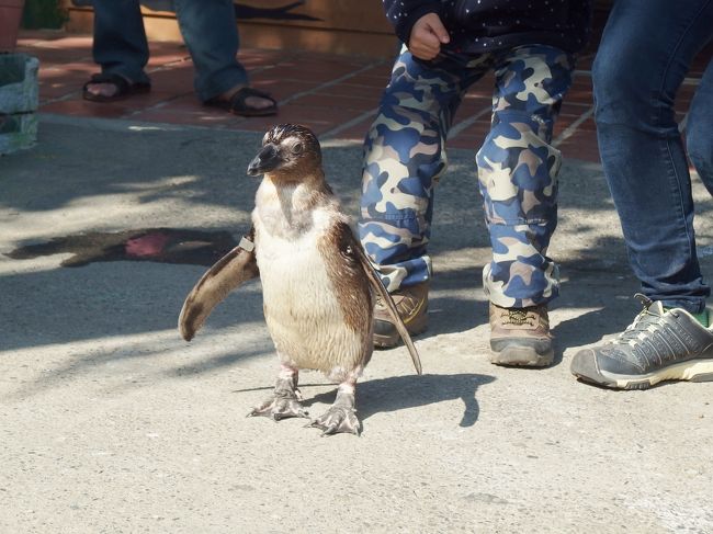 ペンギンさん