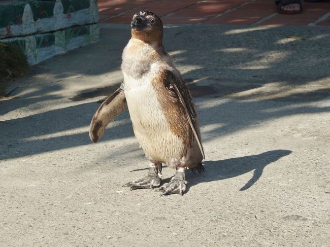 撮り放題。<br /><br />おとなしくって、ずっとポーズをとっていました。<br />子供連れに大人気！<br />お疲れ様。