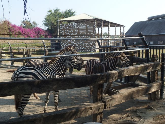 シマウマ<br /><br />隣はキリンのエリア。<br />だから、小屋の模様もキリン模様。