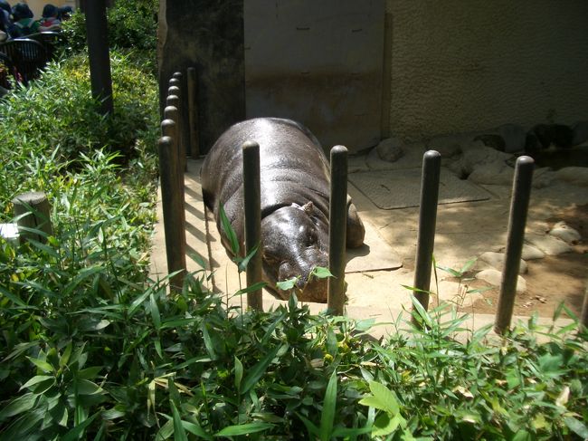 休憩中のれいれい<br /><br />ではなくて、上野動物園のコビトカバ