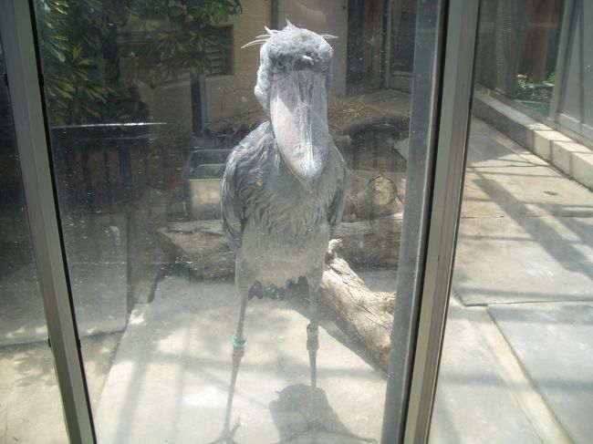 機嫌の悪いれいれい<br /><br />ではなくハシビロコウ