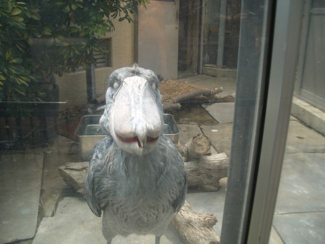 機嫌が悪いのはれいれいではなく、このハシビロコウの方で<br /><br />カメラを構えて一歩近づくと、襲い掛かって来ました！<br /><br />これは襲い掛かる直前の顔（コワー）<br /><br />ガラスが無かったらどうなってたの〜