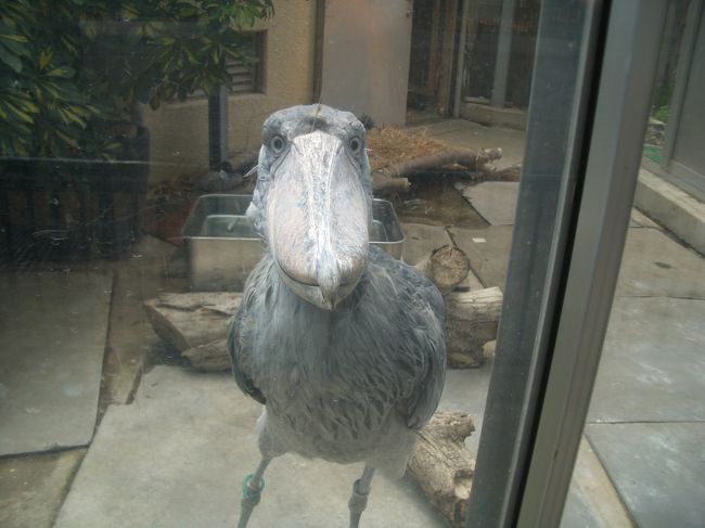 襲い掛かった直後<br /><br />まだ目が怒っている