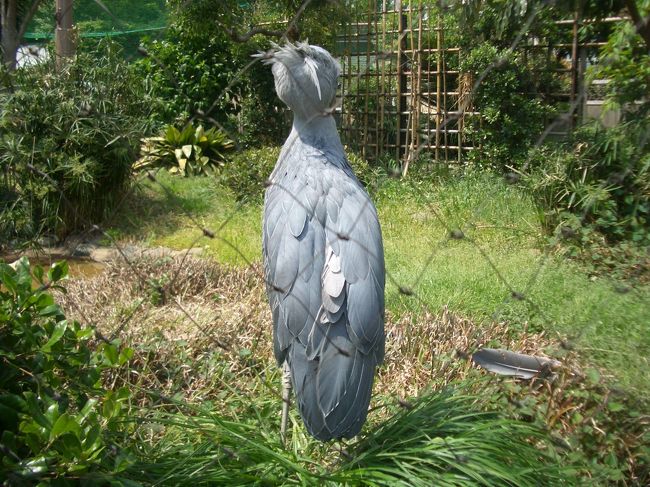 ハシビロコウの後姿<br /><br />しかしデカいなぁ<br /><br />森でいきなり出会ったらびっくりするだろうなぁ<br /><br />そんでまた襲われちゃうのねｗ