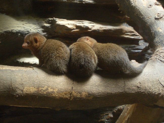 可愛いマングース