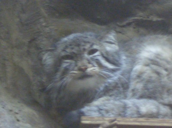 物言いたげなマヌル猫