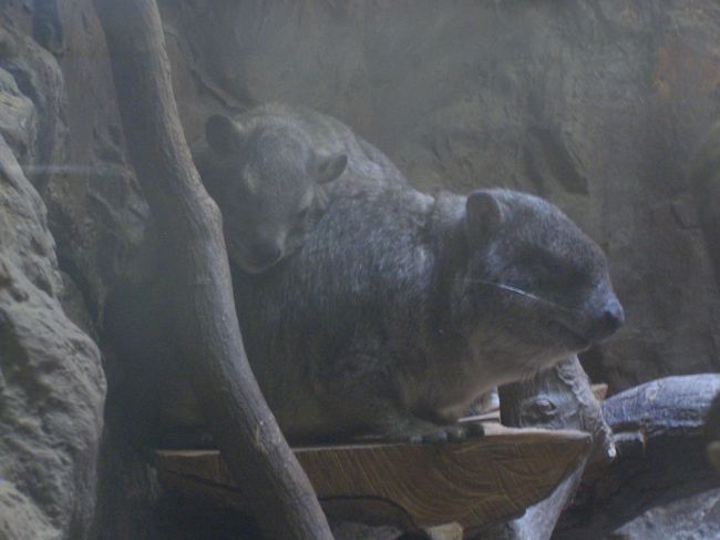 れい＆ひいのようなケープハイラックス