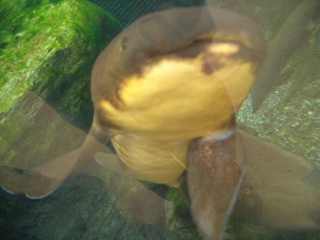 懐こいハイギョ