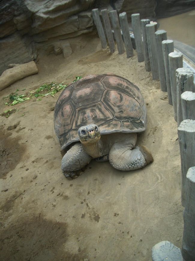 でっかい亀さん<br /><br />パンダやゾウやライオンのいるあっちより<br /><br />私はこっちの方が好きなんですよ