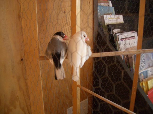 トイレも綺麗だったし、可愛い鳥もいたし<br /><br />災い転じてなんとやら<br /><br />たまに行きたいカフェの一つとなった<br /><br />外に出ると、さっきまでの蒸し暑さはどこへやら<br /><br />涼しいというか、すっかり寒くなっていた