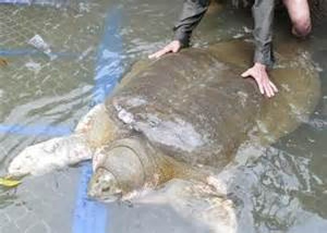 ベトナムではこんな大亀も自生している。