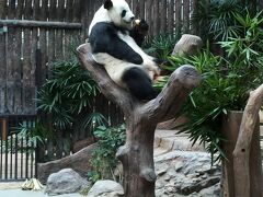 ドイステープ寺院の帰り道にあるチェンマイ動物園にも寄ってきました。

ここも広くて車で観たい動物の場所まで行って道沿いに車を止めて見に行く感じです。

徒歩では上り下りがってキツイです！