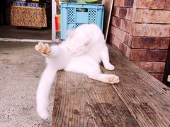 川平湾へ向かう途中、看板を見かけたので米原のヤエヤマヤシ群落に寄りました。パーラーぱぱ屋さんでマンゴージュースとパインジュースを飲みましたが、サトウキビ果汁がミックスされています。長女は濃厚なマンゴー、残り3人はあっさりパインが好み。お店のお母さん達との雑談が楽しかった。