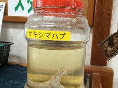レストラン&売店にあったハブのホルマリン？漬け。この旅で唯一見たハブ。