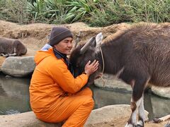 行きの水牛車のお兄さんと調教中の雌牛華音ちゃん。とても愛情を持って接しているのが判るショットです。華音ちゃんがお兄さんに顔をスリスリしています。ここではムチによる調教をしないそうです。
因みにこのお兄さんイイ声で唄ってくれます。あの酔っ払いおじいの余計な合いの手さえなきゃ最高だったのに…