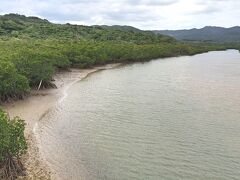 サキシマスオウノキ群落です。北海道では見られない木。当たり前か…