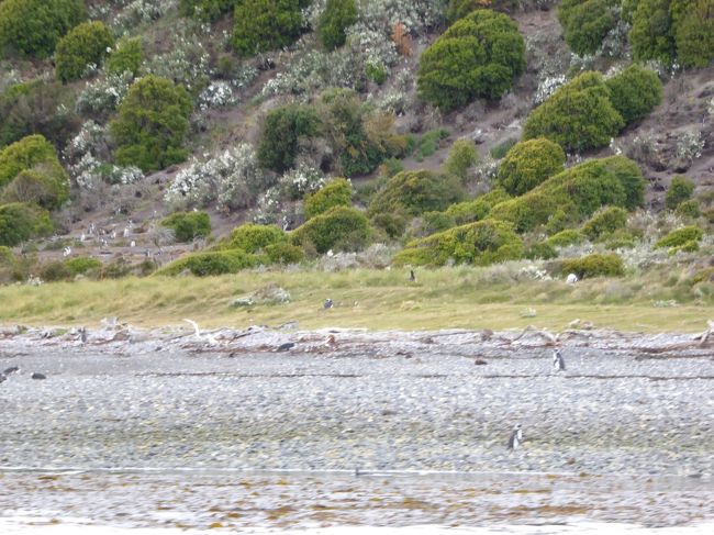 年末年始パタゴニア 碧い氷河とトレッキングの旅 4 無邪気にたわむれるペンギン達に会える たっぷり6時間ビーグル水道クルーズ ウシュアイア アルゼンチン の旅行記 ブログ By Mirabellaさん フォートラベル