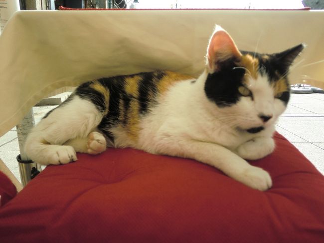 ポルトガルではニャンニャンが少ない。<br />