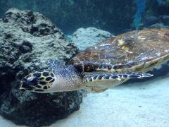 1/1
明けましておめでとう。
昨夜からの大風は続き、名護で予約をしていたボートシュノーケルは中止に。
ホテルで基地越しの海を眺めながら雑煮を食べて、なんとなくレンタカーで北に向かう。

とりあえず美ら海水族館でしょ、と10時前に到着。初めて修学旅行で来た頃は、まだ美ら海水族館建設中だったんだよね。美ら海が出来て、来るのはもう3度目くらいのかな。大水槽をぼんやり眺めるのが好きなんだけど、この日は混み過ぎ。後方の客に押されるようにして、あっという間に出口まで。みんな、元旦から活動的ですね。
再入場に必要なスタンプ(手の甲に。透明だけど、ライトにかざすと光るの)を捺してもらったものの、人ごみの中に戻る気になれず、ウミガメ館を観て海洋博公園をでる。