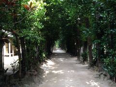 さて、まだ13:00。
8度目くらいの沖縄旅にして、初めて備瀬のフクギ並木へ。フクギって漢字にすると福木なの初めて知った。この日はチャハヤブランはお休みでした。残念。のんびりと迷路のようなフクギ道をうろうろ。普通の民家だったり、民宿だったり、空き家だったりの前をフクギ道が続くのだけど、砂道はどこもきれいに箒で掃かれていて気持ちいい。