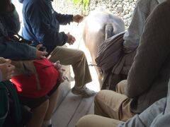 竹富島でも水牛車に乗りました。由布島とはまた違った感じです。ガイドさんの滑舌が超悪く、藤波辰爾か天龍源一郎かって感じ。この牛ちゃん（ぴー助君）が途中で大きいヤツを排出、それを見事受け止めたバケツが長女のお尻の下に収まっています。臭いのと何言ってるか分からないのとで、観光気分どころではなかったそうです。私は楽しみましたけどね。