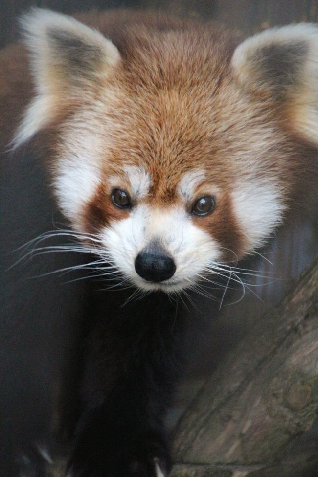 今度はニシレッサーパンダの子供たちに会いたくて熱川バナナワニ園へ ３ ニシレッサーパンダ特集 食欲旺盛なペリーくんや夕方元気で落ち着きなかった男子 レッサーパンダたち 熱川温泉 北川温泉 静岡県 の旅行記 ブログ By まみさん フォートラベル