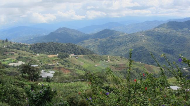 サバでは紅茶がらしい有名です