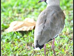 □■これは「ケロケロ」と呼ばれる鳥■□

....と現地（ブラジル）では呼ばれています。ゴルフ場に山ほどいます...。タマゴを抱えている時期は凶暴になります....。知らないで近づくと......襲われます...。南米でゴルフしている方は、注意が必要です....。