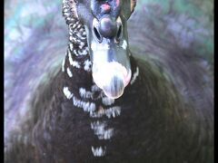 動物園を我が物顔であるくアヒル....ガチョウ...？兎も角、色は美しいものの....

顔は.......酷く.........みにくい.......ぞ.....その...ボツが......。