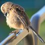 ただの..ブエノス・アイレス動物園、見所が無いけど、覘いてみる(ブエノスアイレス／アルゼンチン)