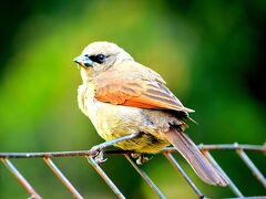 □■......ぴょ......■□

アルゼンチン・すずめ....。