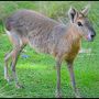 わざわざ、日本の真裏まで来てなんで動物園なのさぁ～？面白くないけど...でもね、この国の国民の動物の接し方が分かるのがここなのよぉ～それが動物園(ブエノスアイレス動物園／ブエノスアイレス／アルゼンチン)