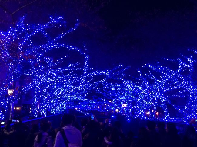 　すっごい、人混みだった中目黒川沿いのイルミネーション。<br /><br />　始めの頃だったので、あまりの人混みで帰りは渋谷まで出て<br /><br />　ＪＲでホテルに帰りました。