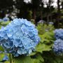 福島の紫陽花寺～猪苗代～会津旅行