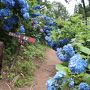 福島の紫陽花寺～猪苗代～会津旅行