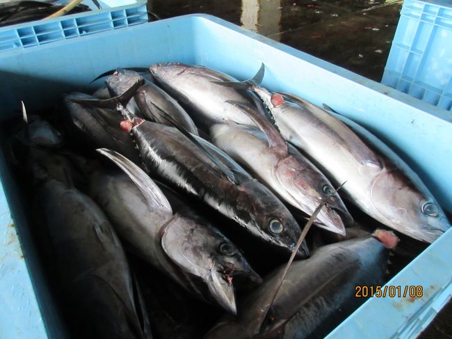 漁港で・トンボマグロ（大漁？）この中で約１００匹 ?。これが４個ありました。<br />