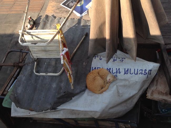 人よりだいぶ遅れてＬＣＣに挑戦。<br /><br />Flight 　　 　　　　　　　　　 　2037.00THB<br />Airport tax 　　　　　　　　　 　 200.00THB<br />value added Tax 　　　　　　　　　142.59THB<br /><br />2 X checi-in baggage-up to 20kg 　616.82THB<br />1 X processing fee 　　　　　　　 180.00THB<br />Value Added Tax　　　　　　　　　　55.78THB<br /><br />Total vat                         198.37THB <br />-------------------------------------------<br />Total Paid                       3232.19THB<br />　<br />全部で1万円くらいだった。<br /><br />フアランポーン駅から寝台列車で行って見たかったが<br />時間がかかるし料金もLCCより高いので諦めた。<br /><br />LCCは昼頃離陸だったので<br />朝はいつものラチャテウィー駅西側にある市場でウロウロしていた<br />猫が気持ちよさそうに寝ていて見とれてしまった