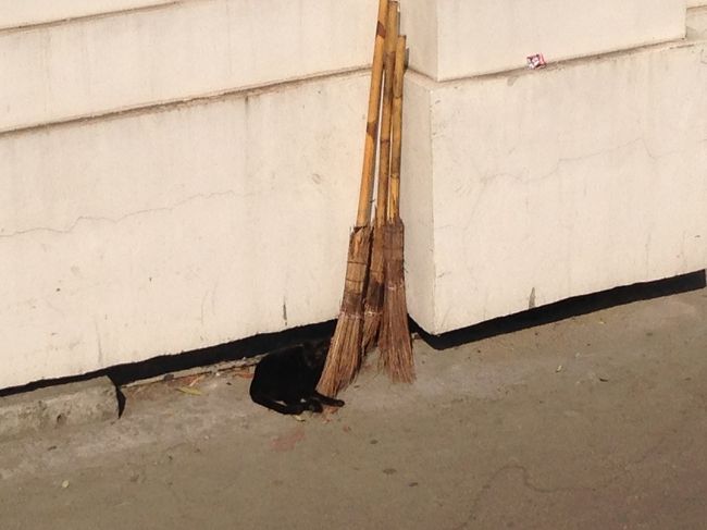 同じく<br />ラチャテウィー駅西側の市場にて<br />竹箒に寄り添うように寝ている黒猫ちゃんもかわいい