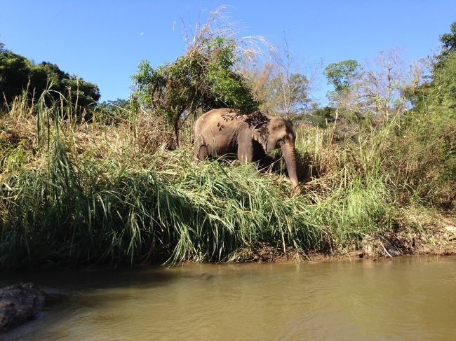 ラフティング中、<br />藪の中で象さんが朝食食べてるのを見られる