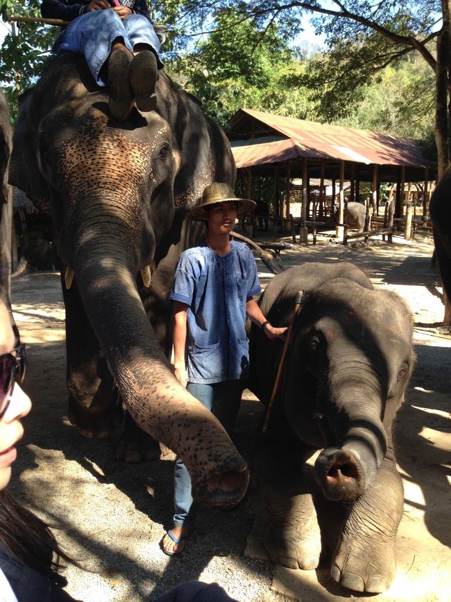 象たちが登場<br /><br />そろそろショーの時間らしい