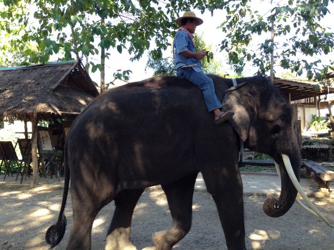 みんな象使いさんの言うことを<br />よくきくおりこうさん